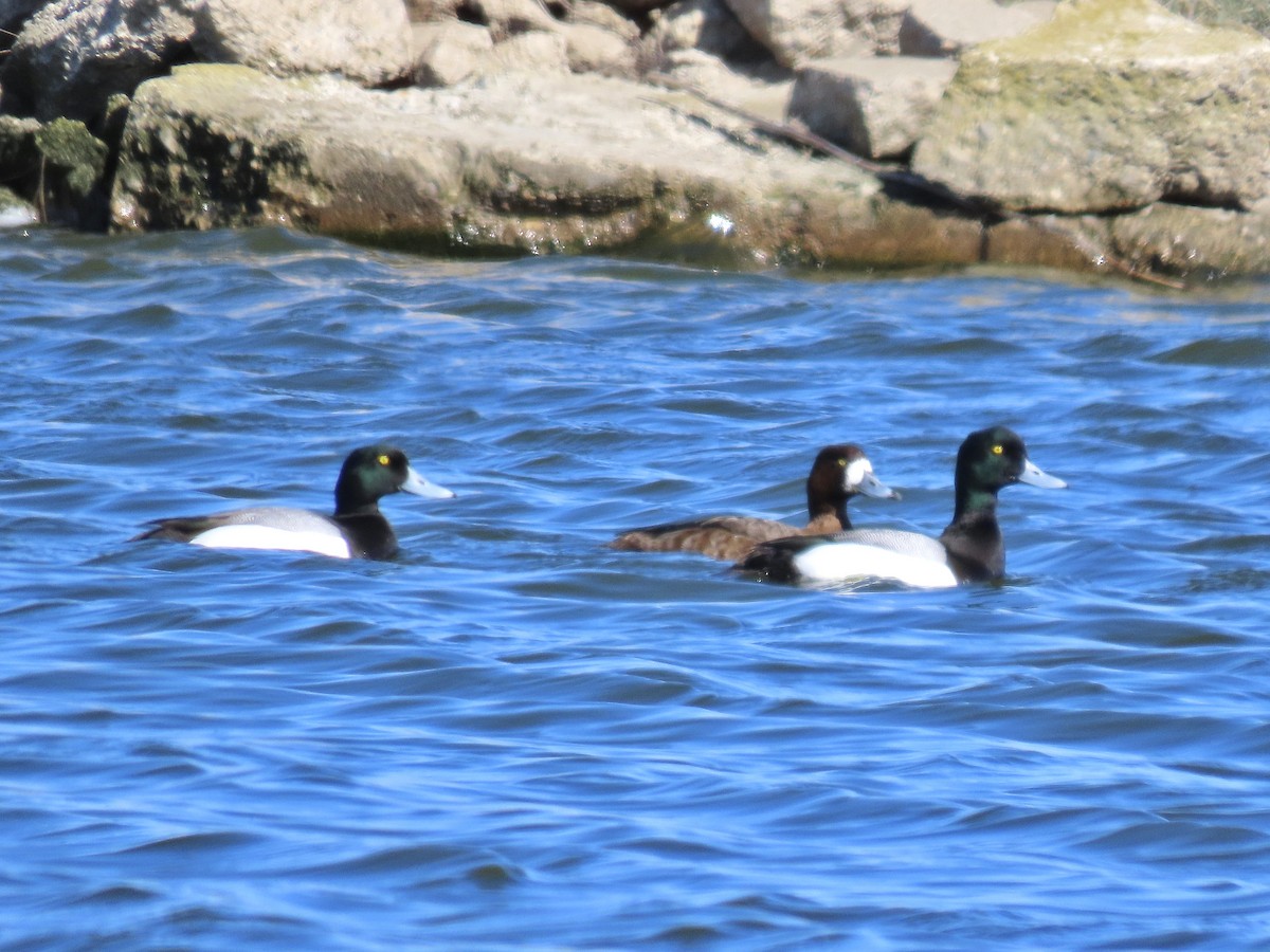 Greater Scaup - ML616264608