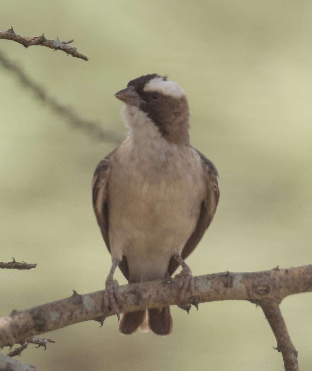 White-browed Sparrow-Weaver - Sam Zuckerman