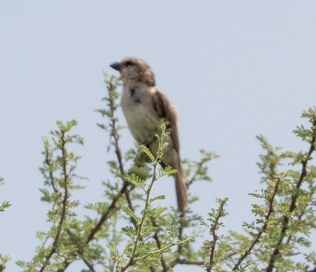 Great Rufous Sparrow - ML616264672