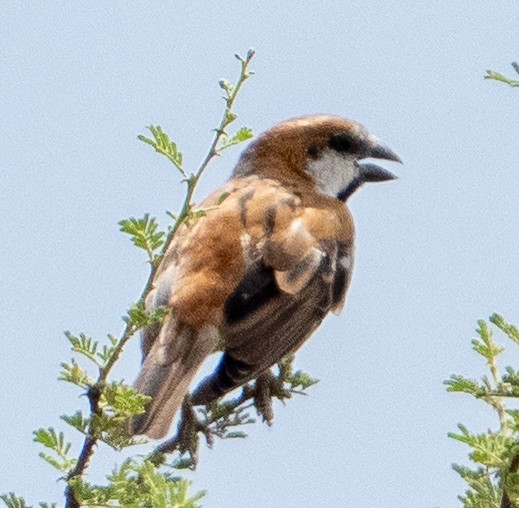 Great Rufous Sparrow - ML616264675