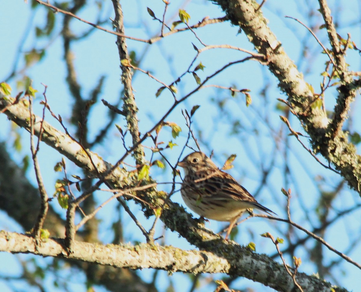 Vesper Sparrow - John Pike