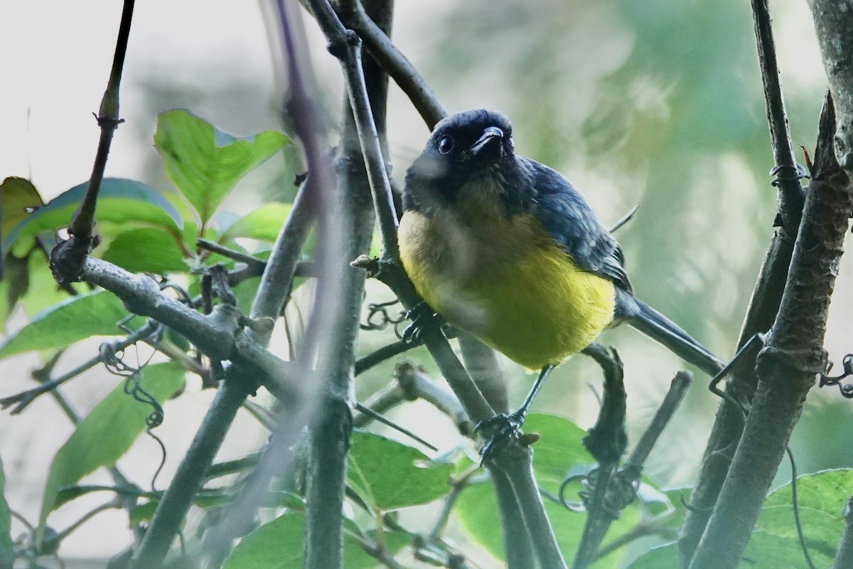 Buff-breasted Mountain Tanager - David Fraser