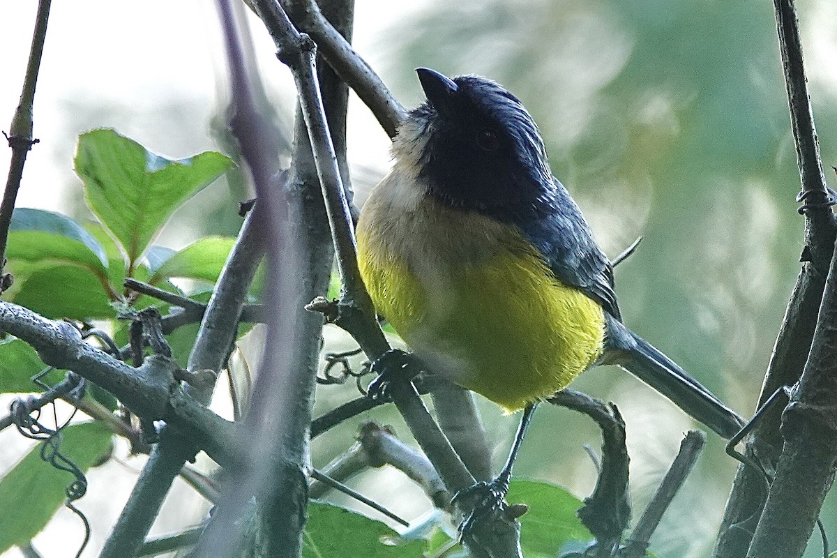 Buff-breasted Mountain Tanager - ML616264770