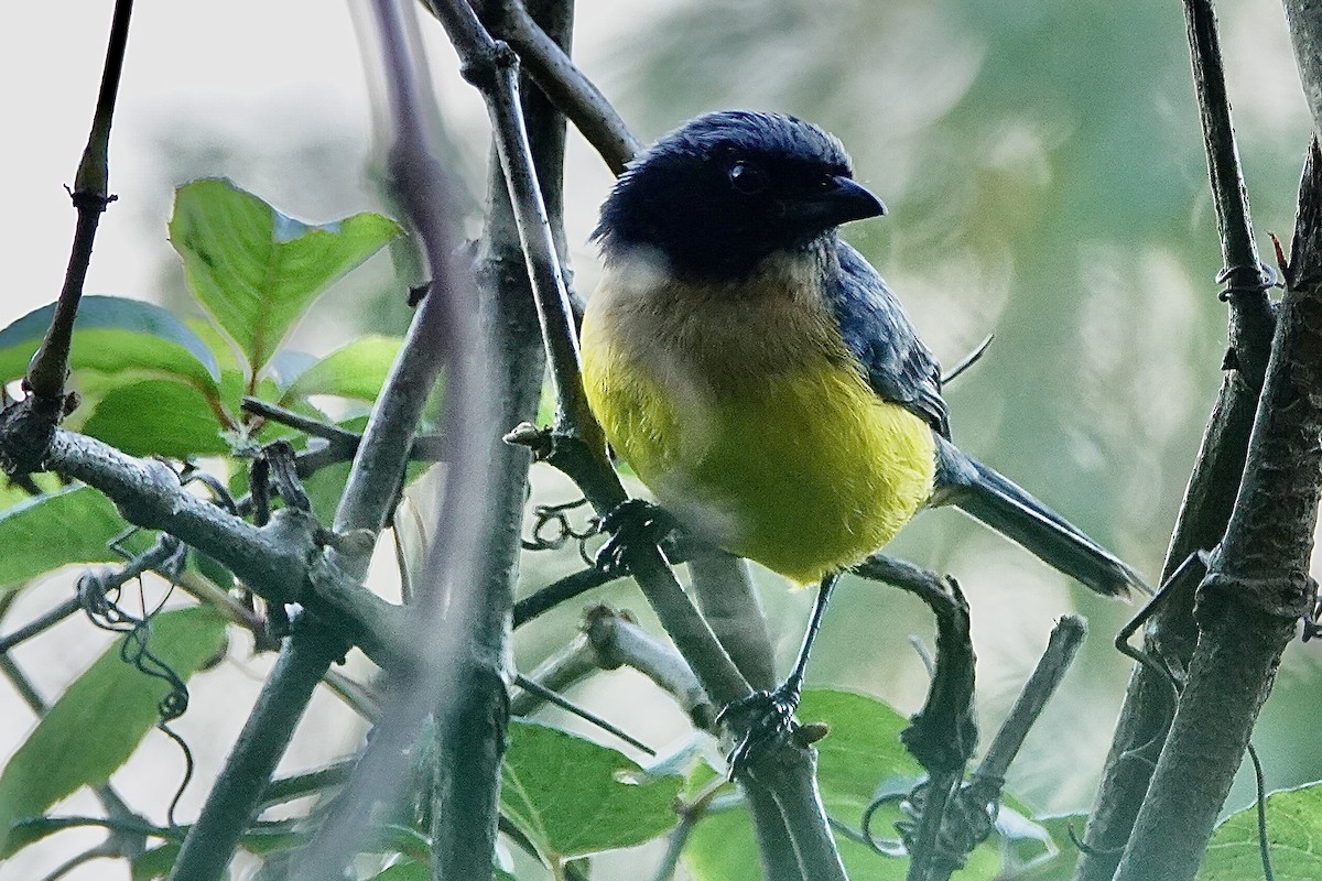 Buff-breasted Mountain Tanager - ML616264773