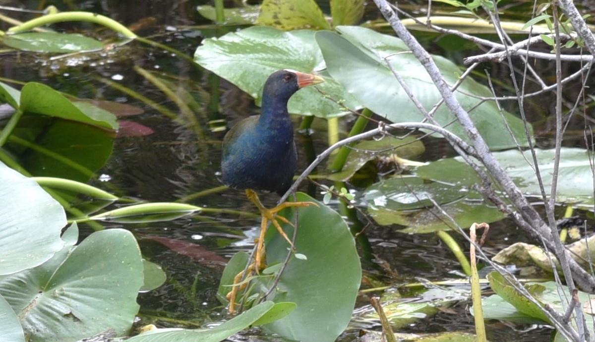 eBird Checklist - 24 Jan 2024 - Everglades NP--Anhinga Trail - 2 species