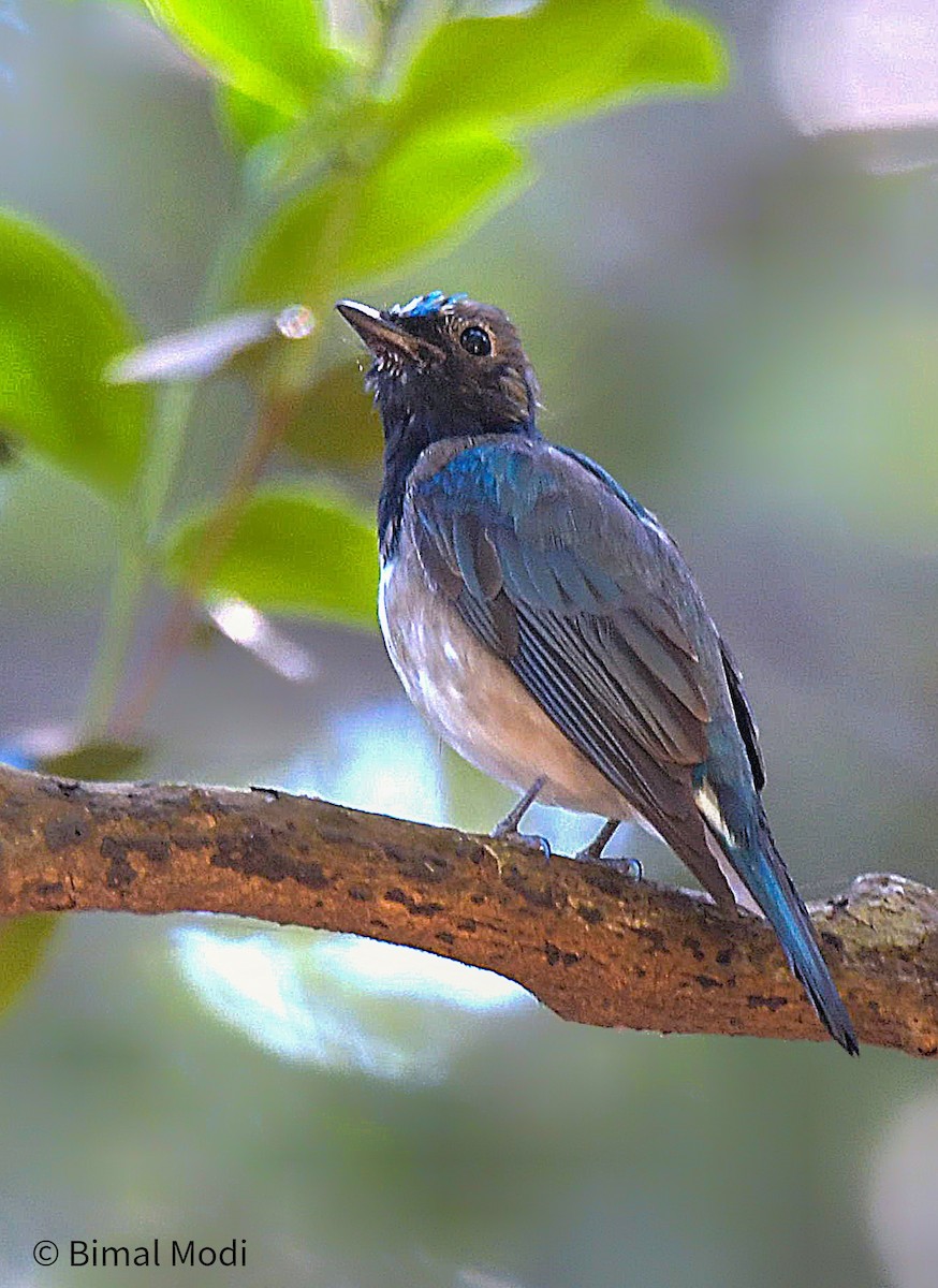 Blue-and-white Flycatcher - ML616264802