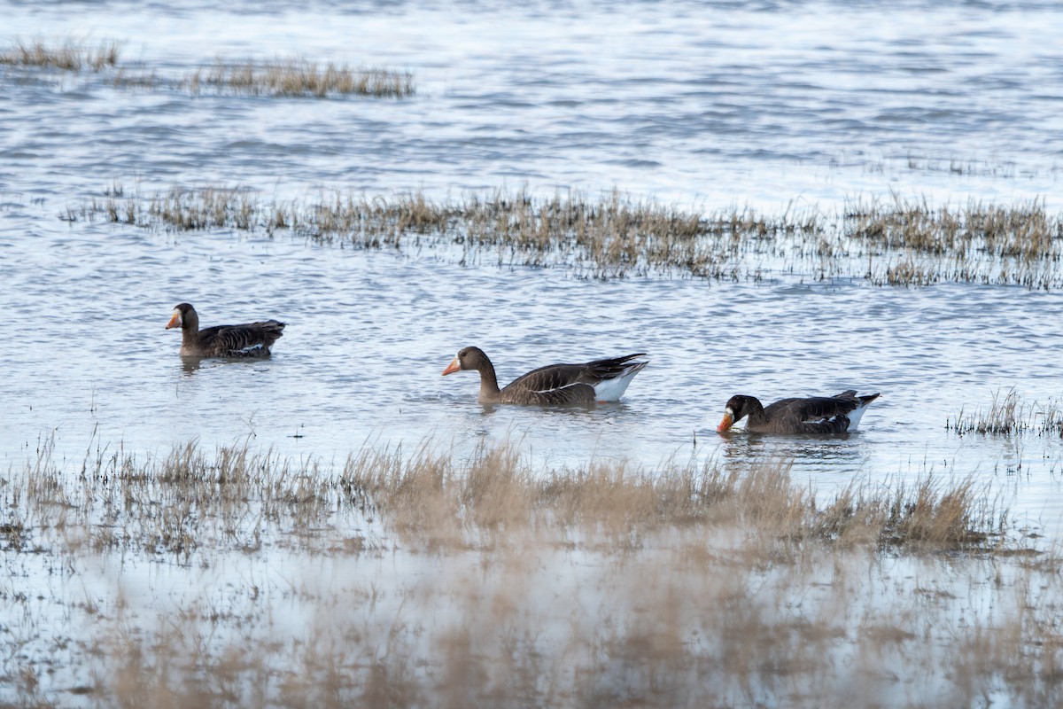Greater White-fronted Goose - Hannah Criswell