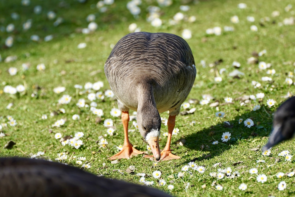 Greater White-fronted Goose - ML616264910