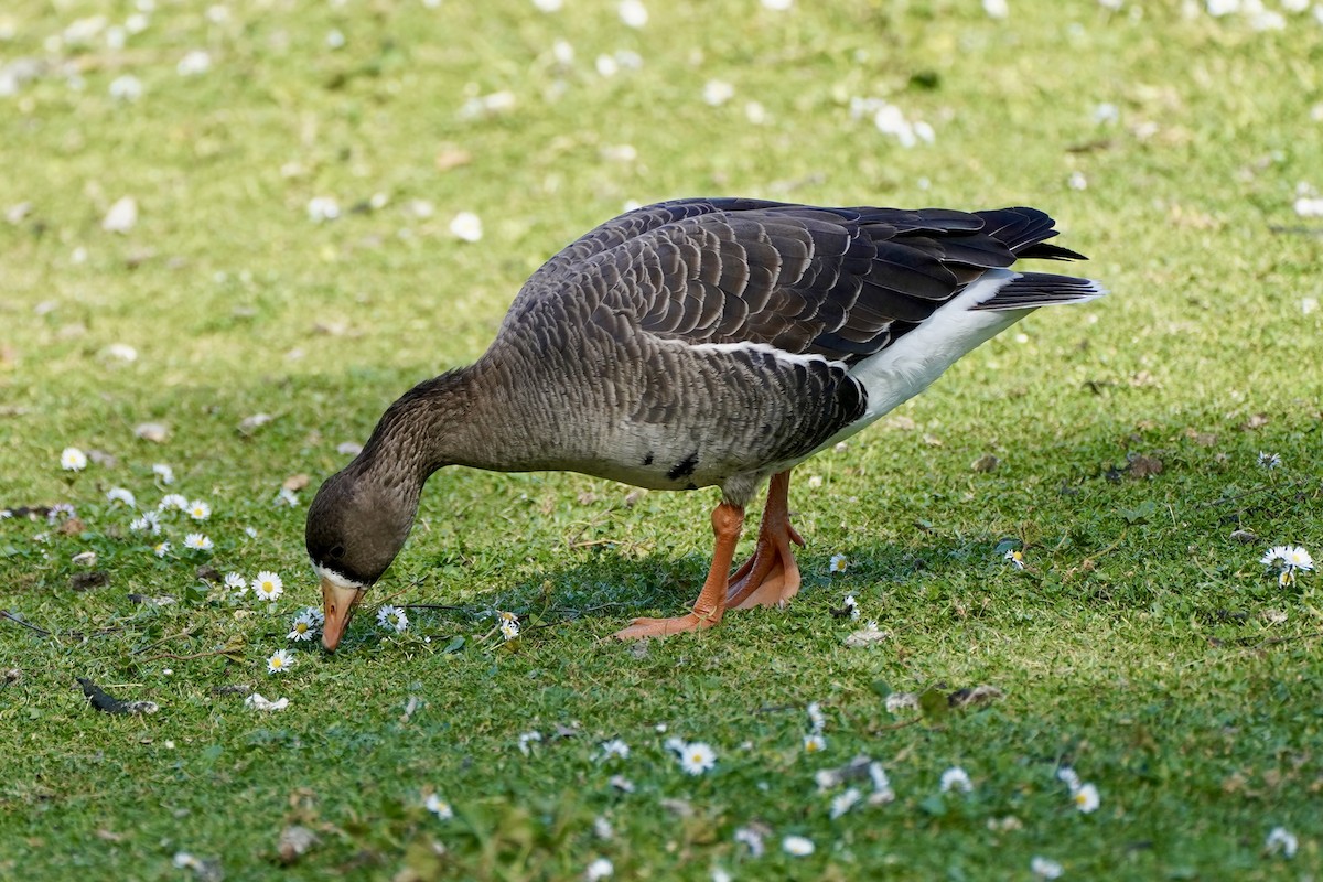 Greater White-fronted Goose - ML616264912