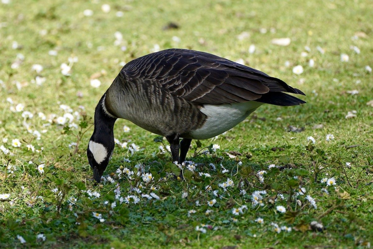 Cackling Goose - ML616264916