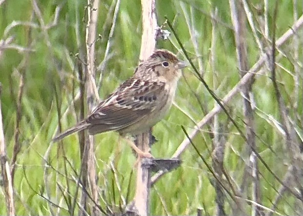 Grasshopper Sparrow - ML616264998