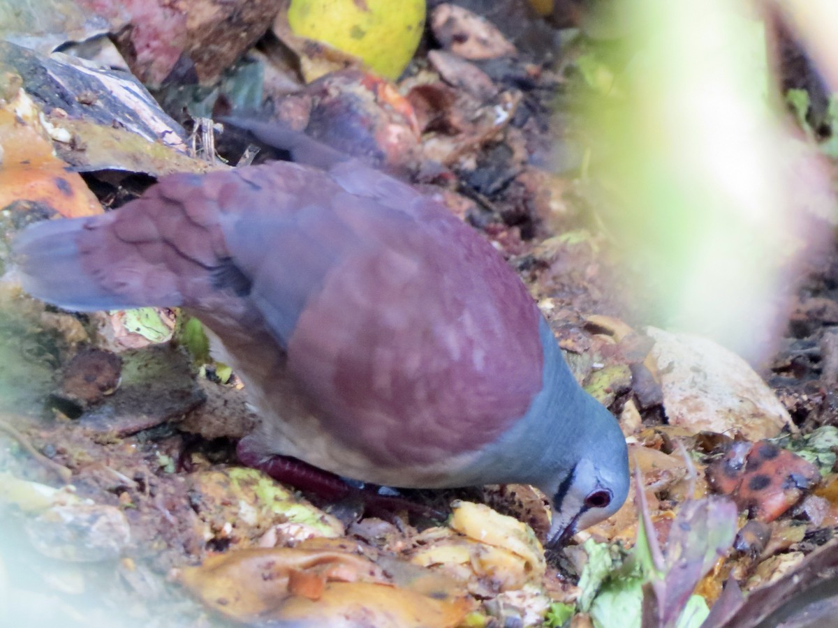 Buff-fronted Quail-Dove - ML616265113