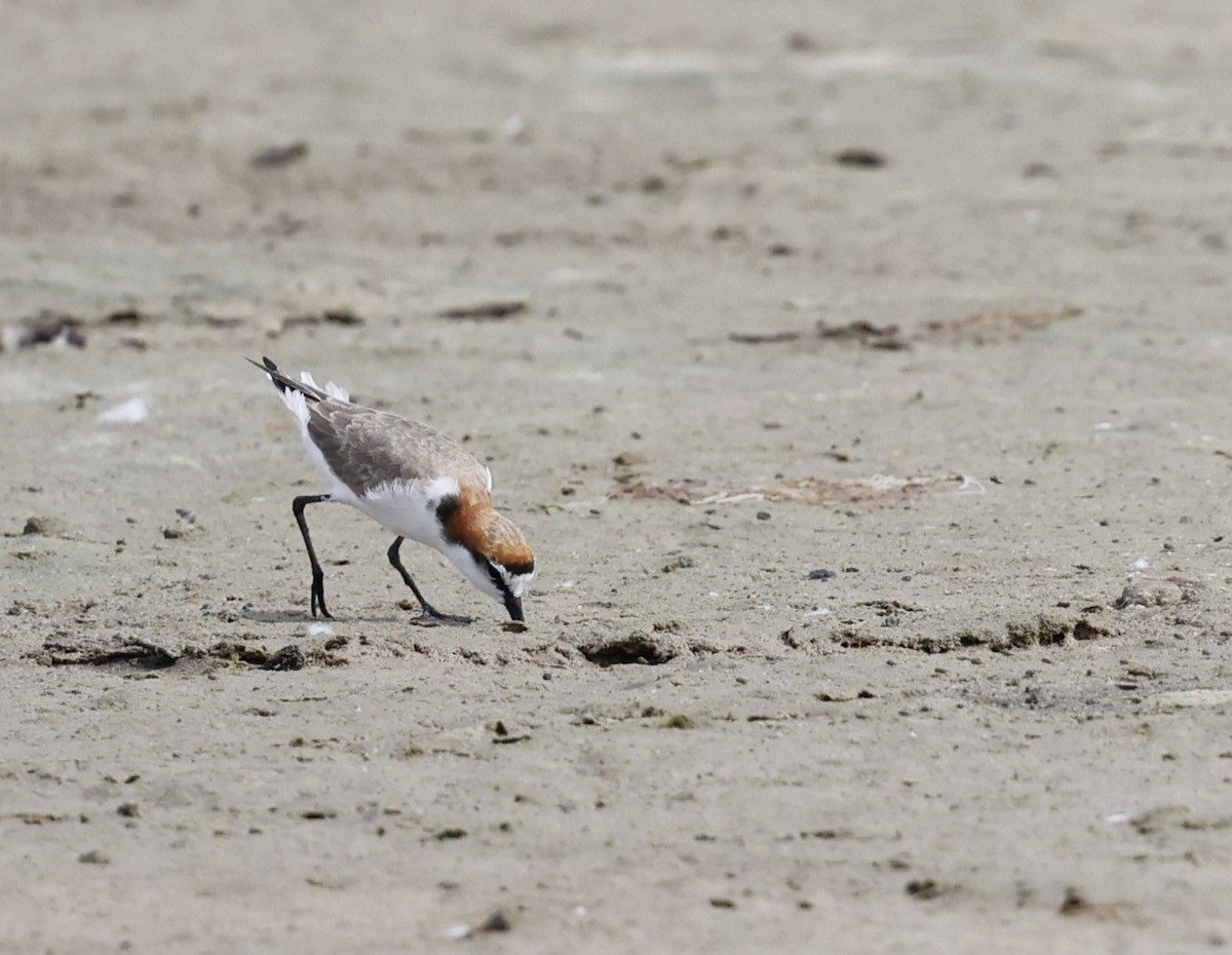 Red-capped Plover - ML616265137