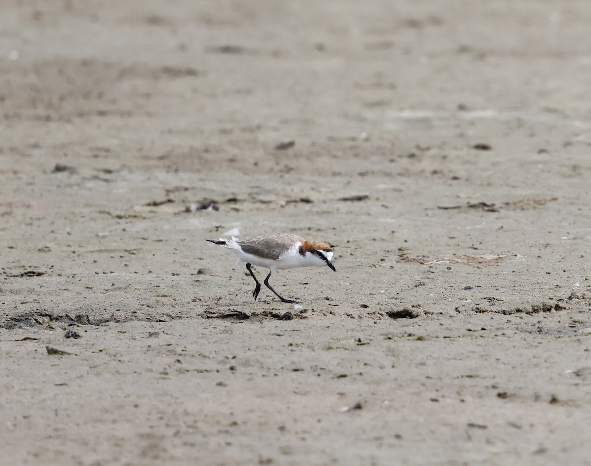 Red-capped Plover - ML616265138