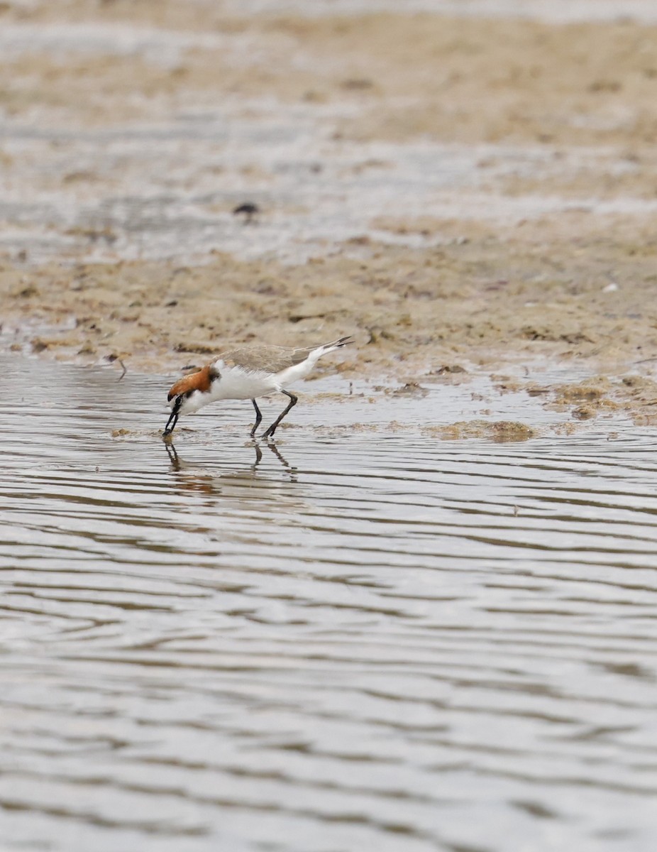 Red-capped Plover - ML616265139