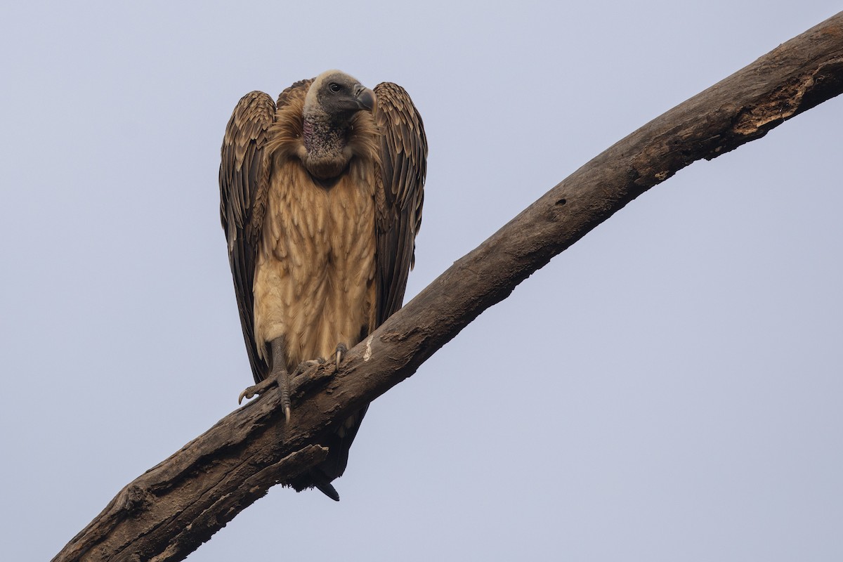 Indian Vulture - ML616265168