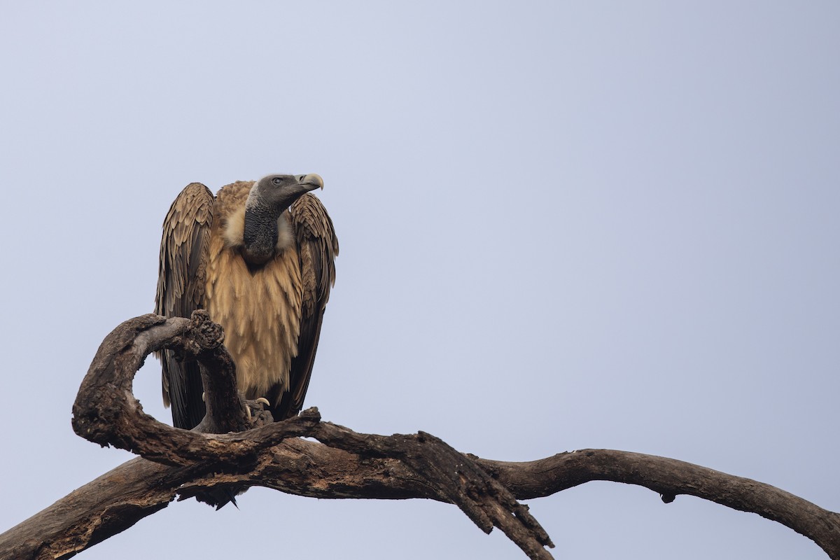 Indian Vulture - ML616265169