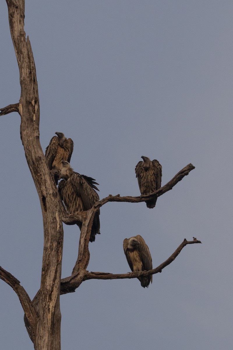 Indian Vulture - Vinayak Hebbagil