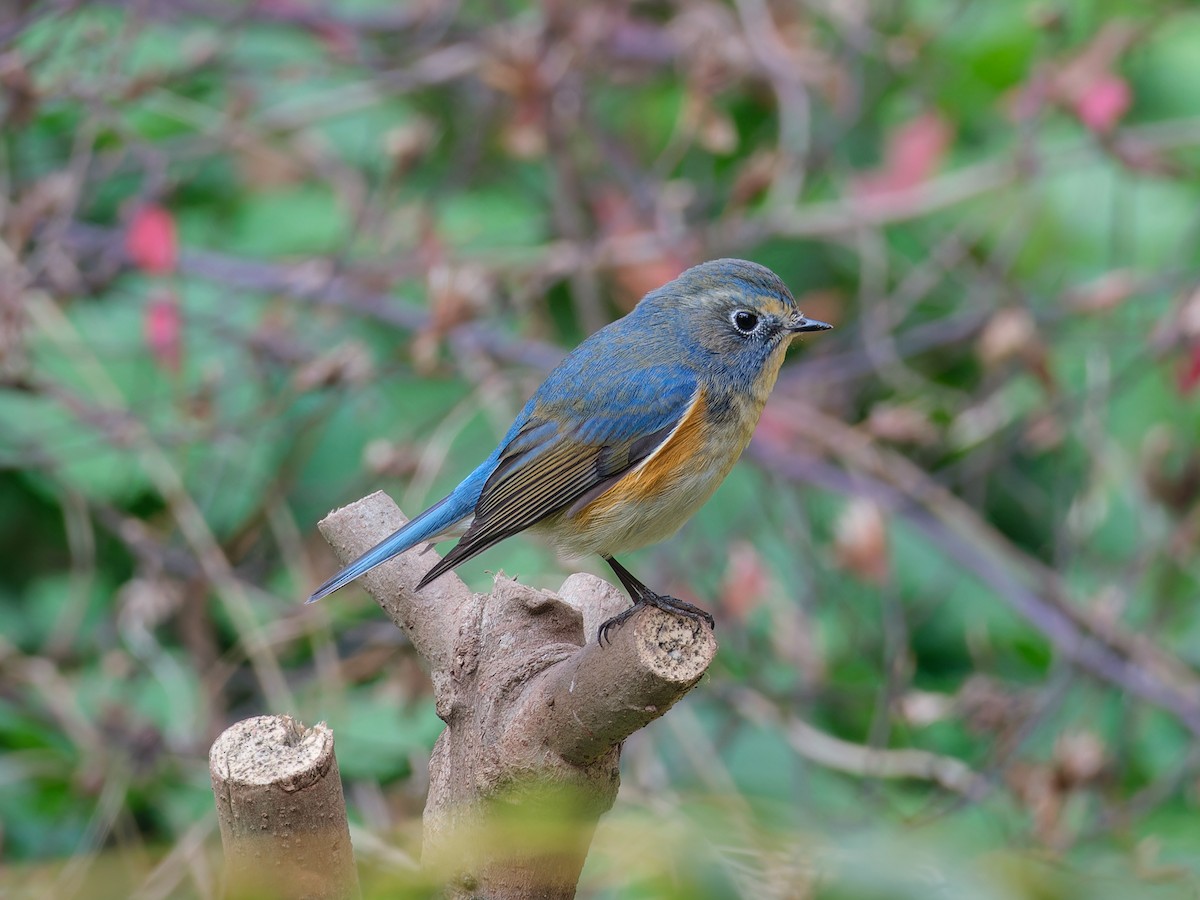 Red-flanked Bluetail - ML616265227