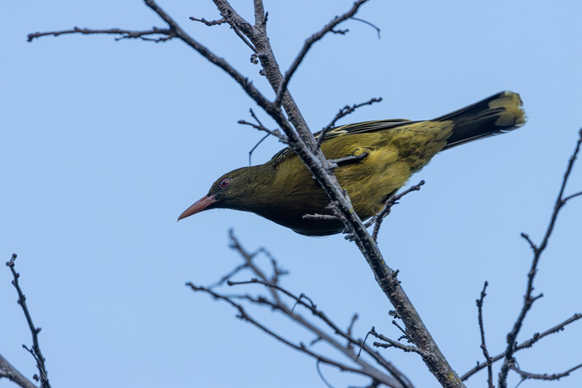 Green Oriole - Russell Campbell
