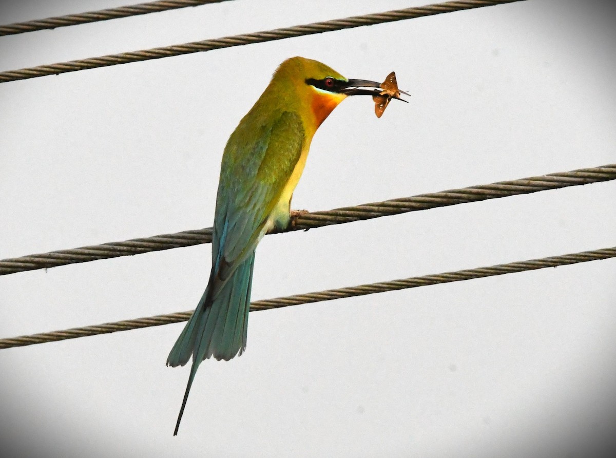 Blue-tailed Bee-eater - ML616265349