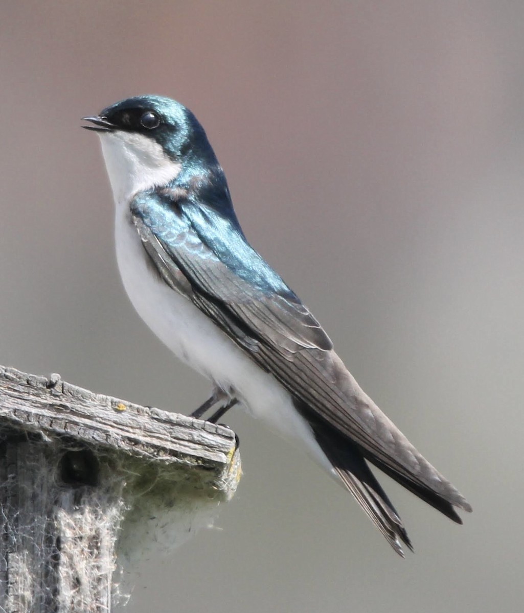 Tree Swallow - Lawrence Seeberger