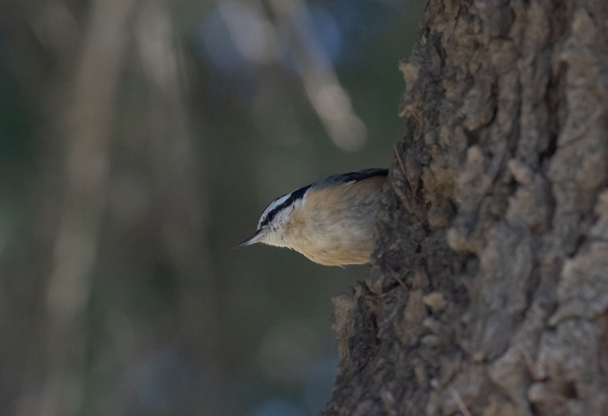 Red-breasted Nuthatch - ML616265647