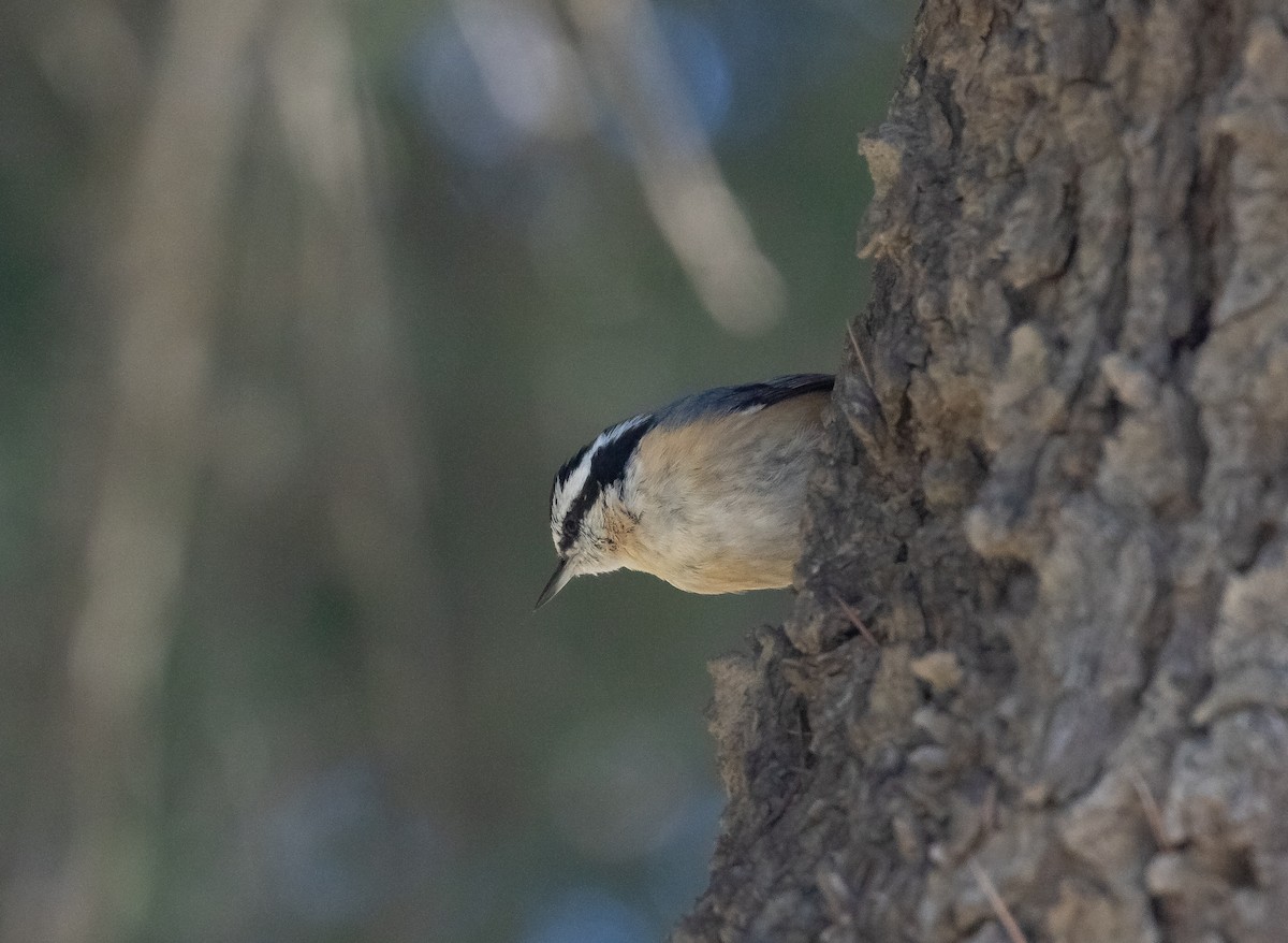 Red-breasted Nuthatch - ML616265648