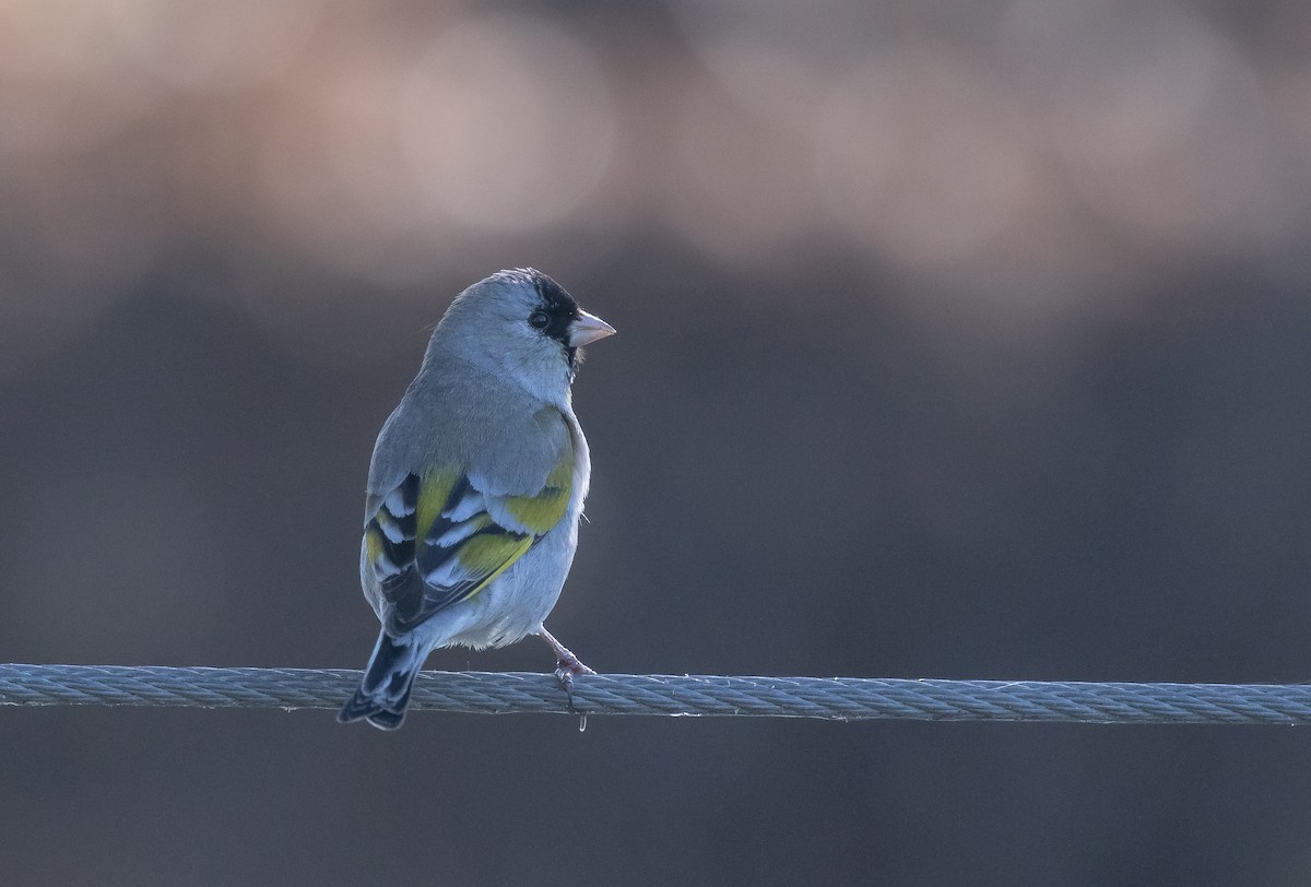 Lawrence's Goldfinch - ML616265652