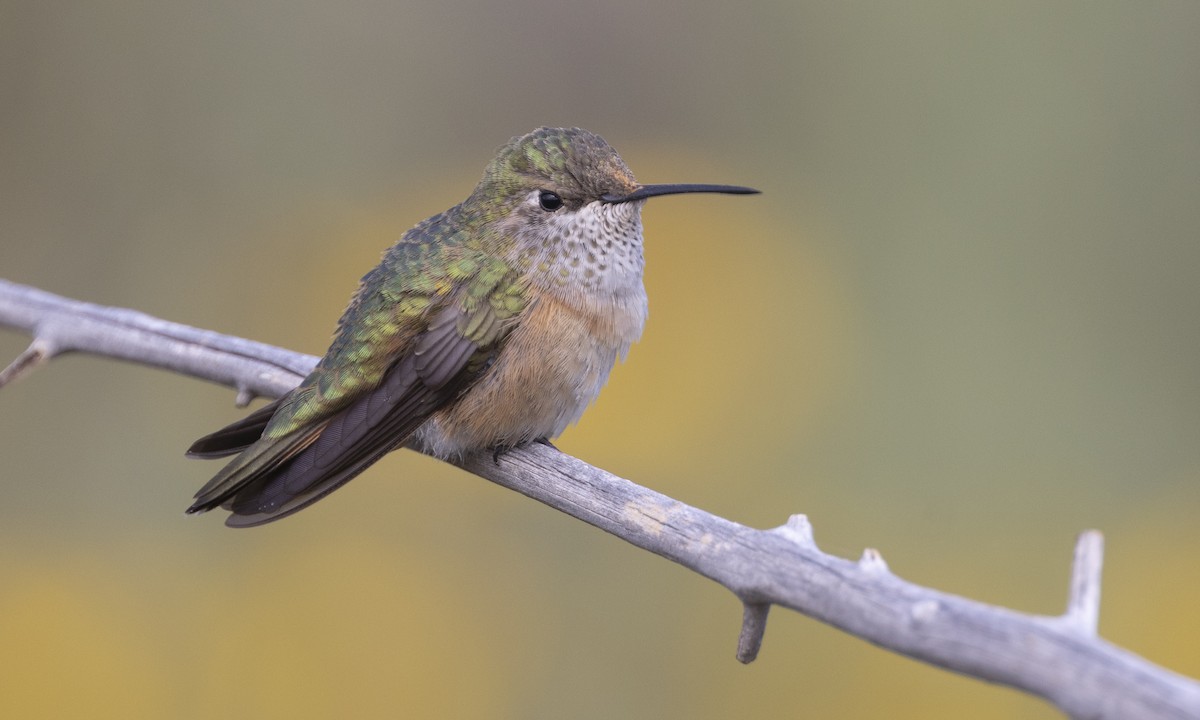 Broad-tailed Hummingbird - ML616265657
