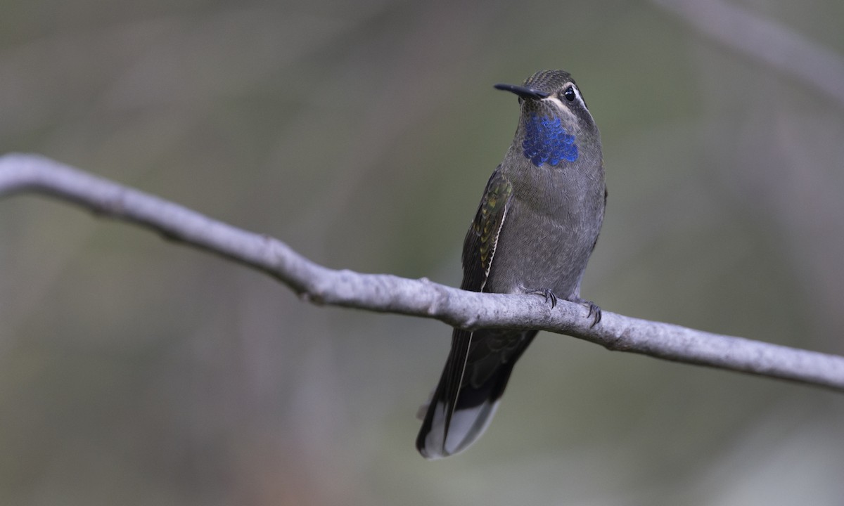 kolibřík blankytohrdlý - ML616265665