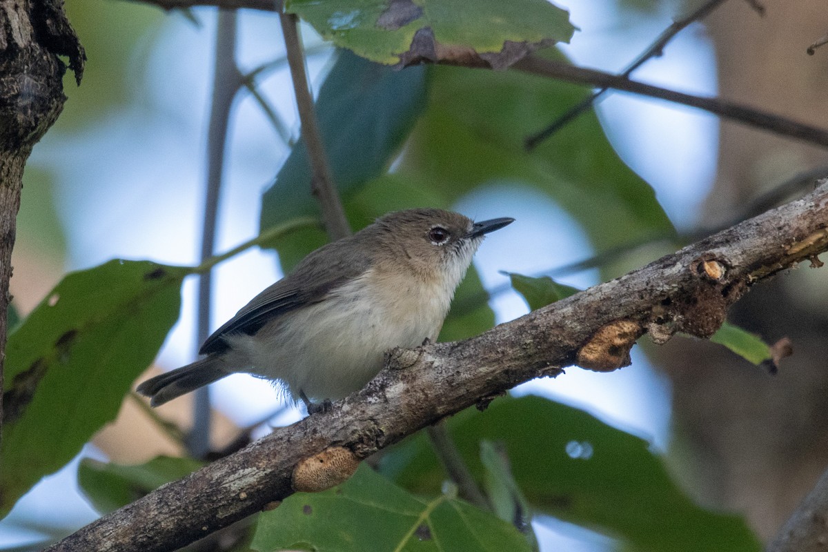 Large-billed Gerygone - Russell Campbell