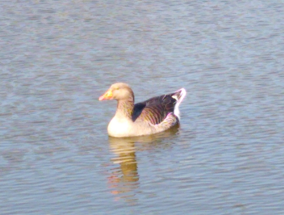 Graylag Goose (Domestic type) - ML616265750