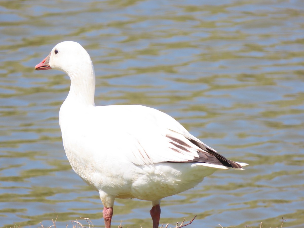 Snow x Ross's Goose (hybrid) - ML616265795