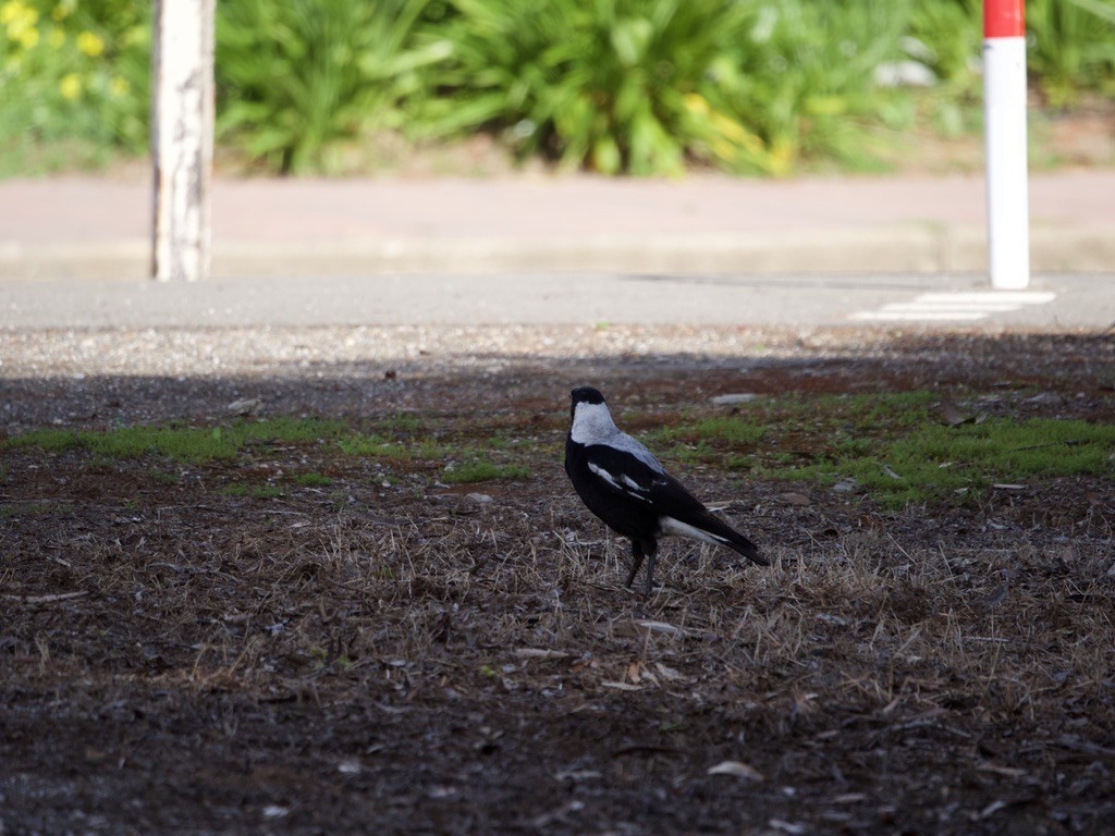 Australian Magpie (White-backed) - ML616265940