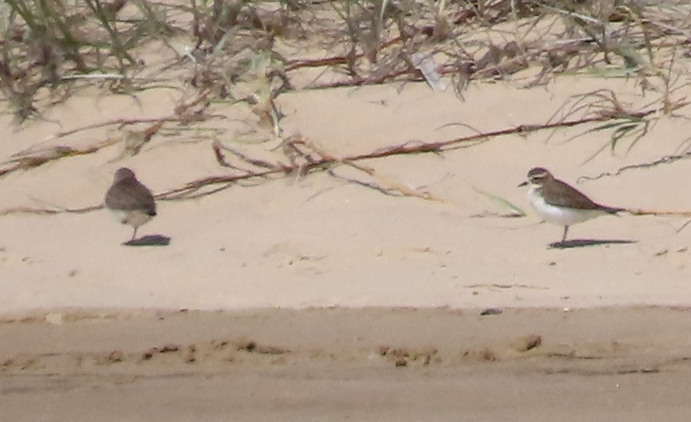 Double-banded Plover - ML616265977