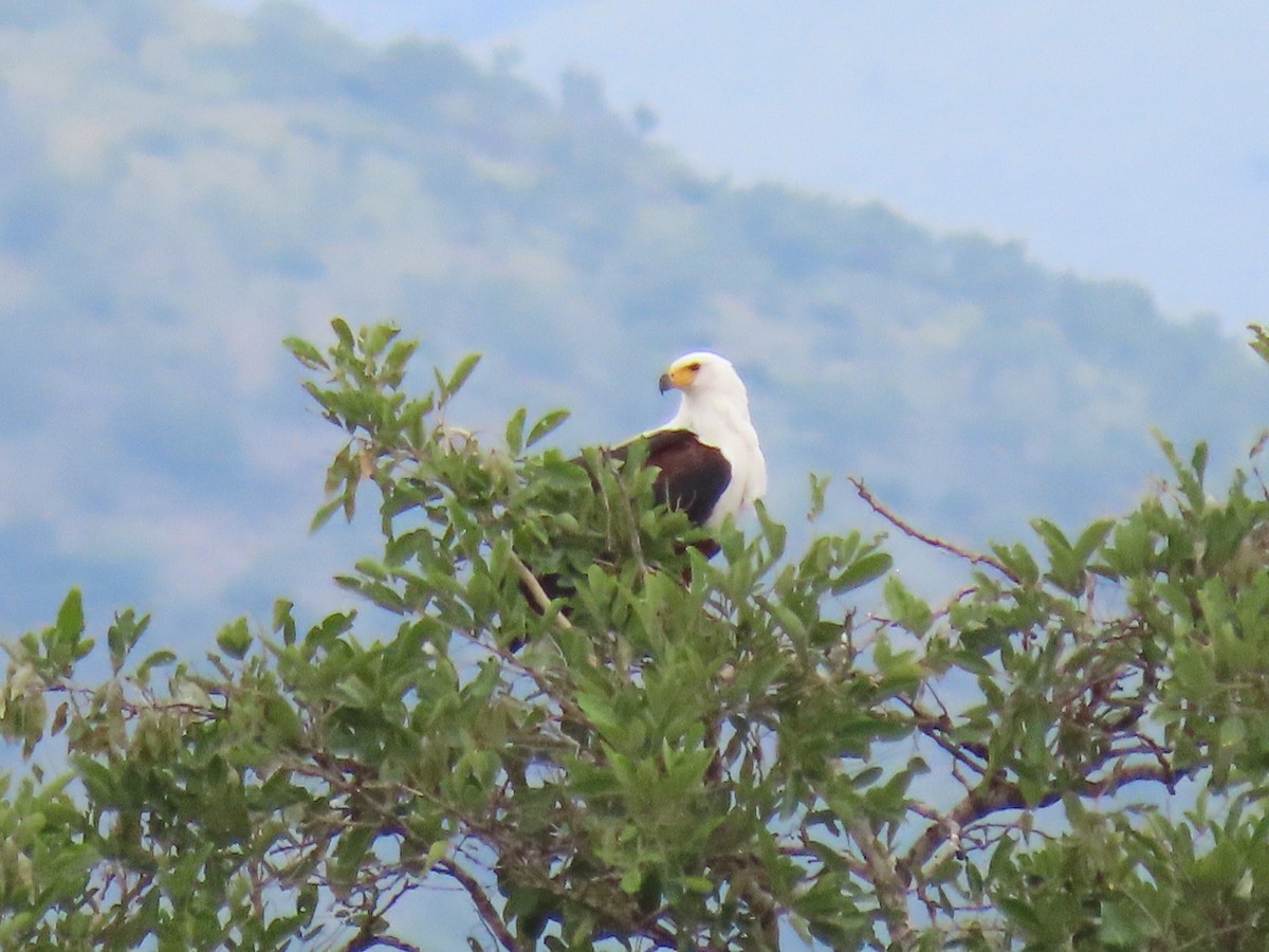 African Fish-Eagle - ML616266138