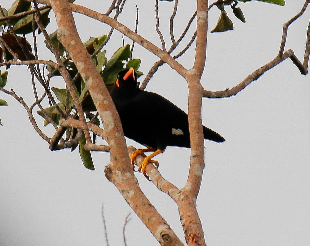 Common Hill Myna - Neoh Hor Kee