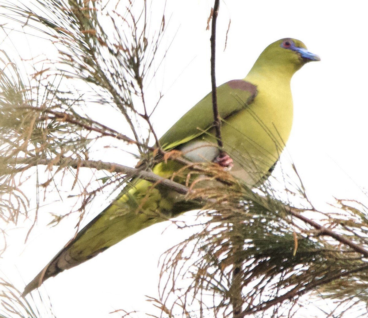 Yellow-vented Green-Pigeon - ML616266185
