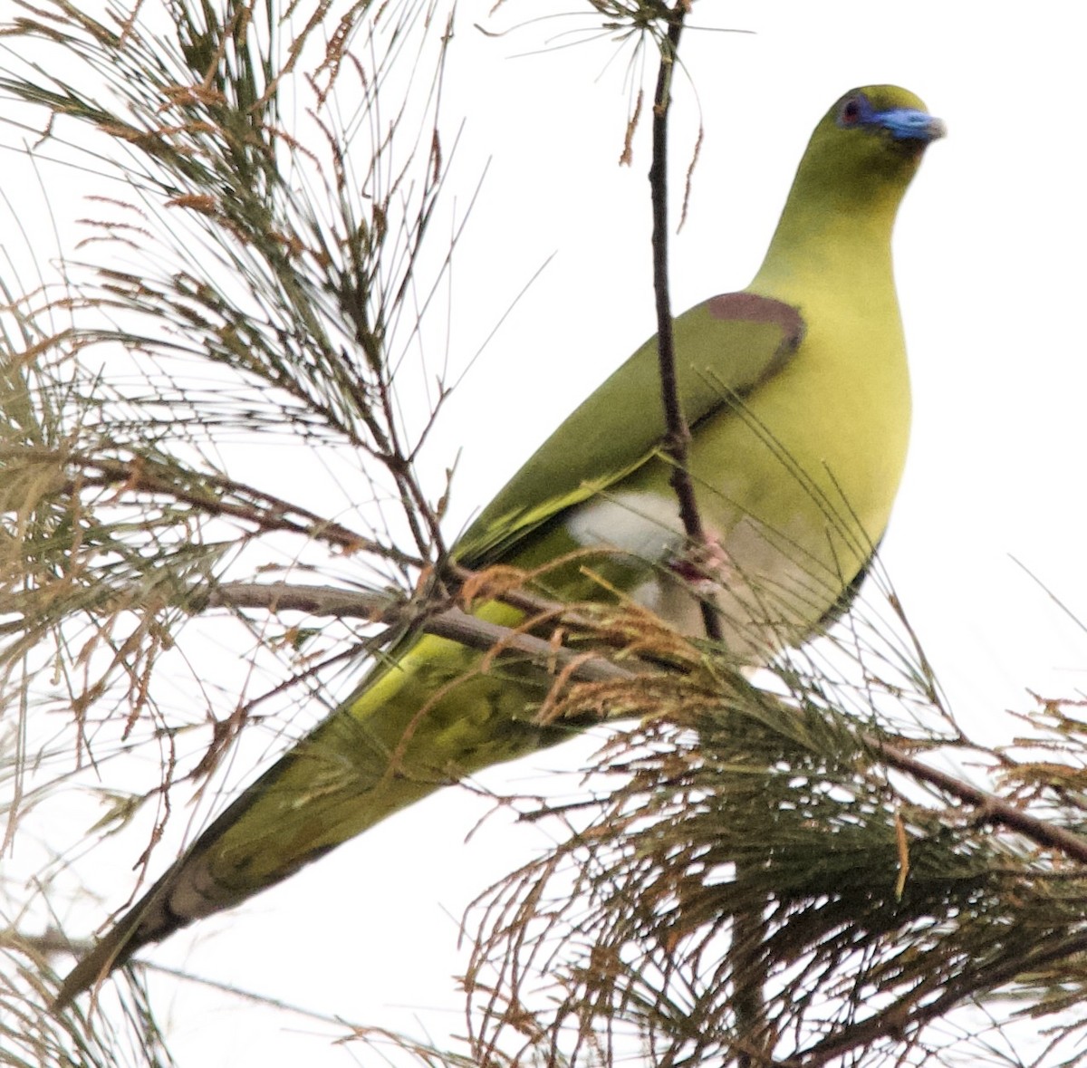 Yellow-vented Green-Pigeon - Connie Lintz