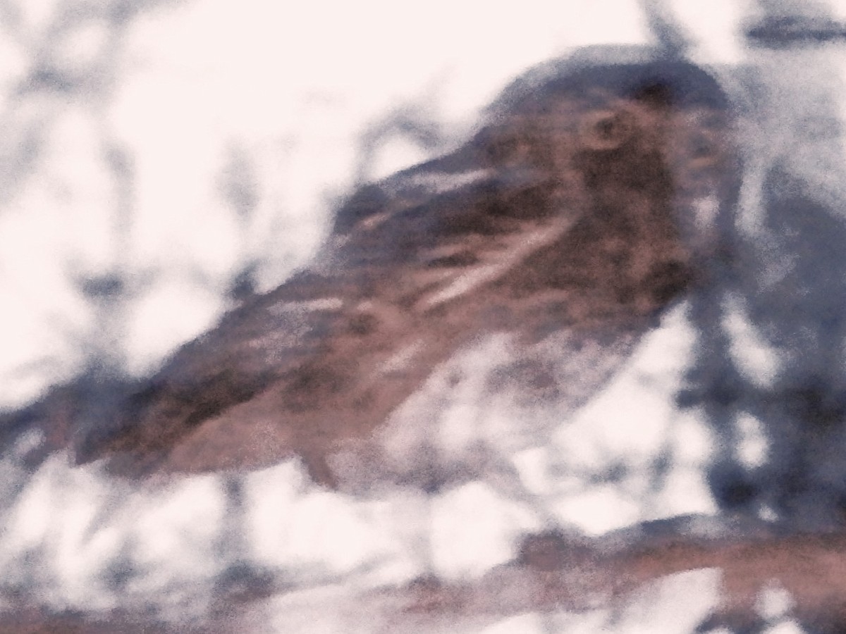 Elf Owl - Nick Komar
