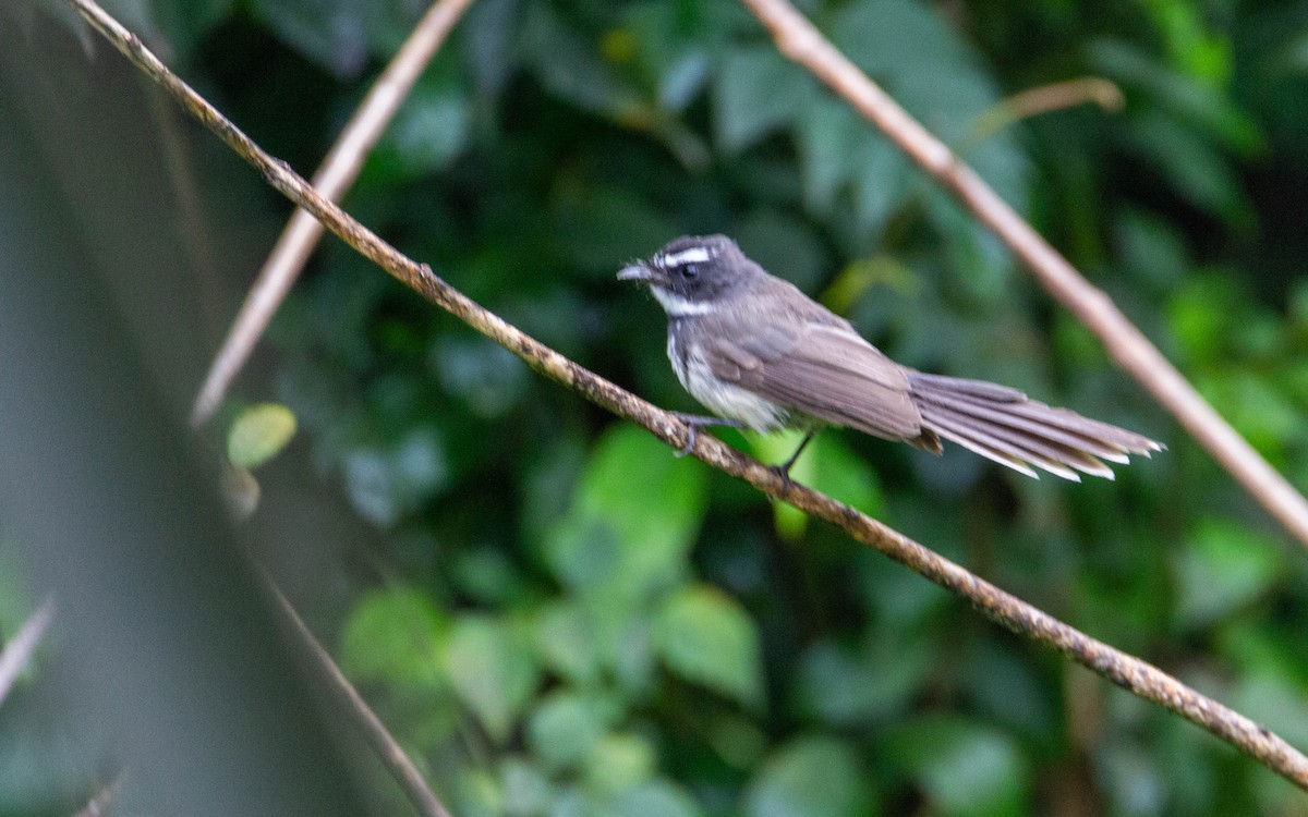 Spot-breasted Fantail - Adithya Bhat