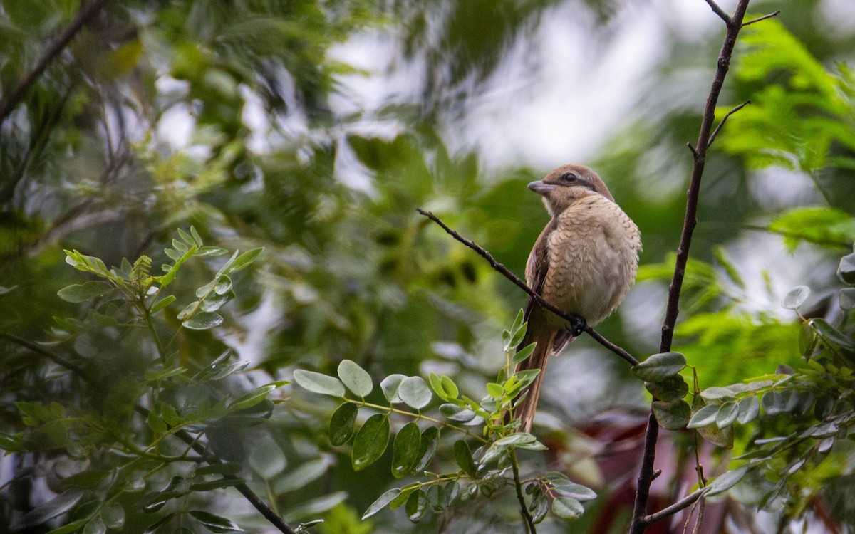 Brown Shrike - Adithya Bhat