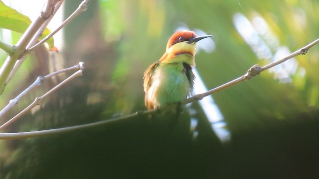 Chestnut-headed Bee-eater - ML616266612