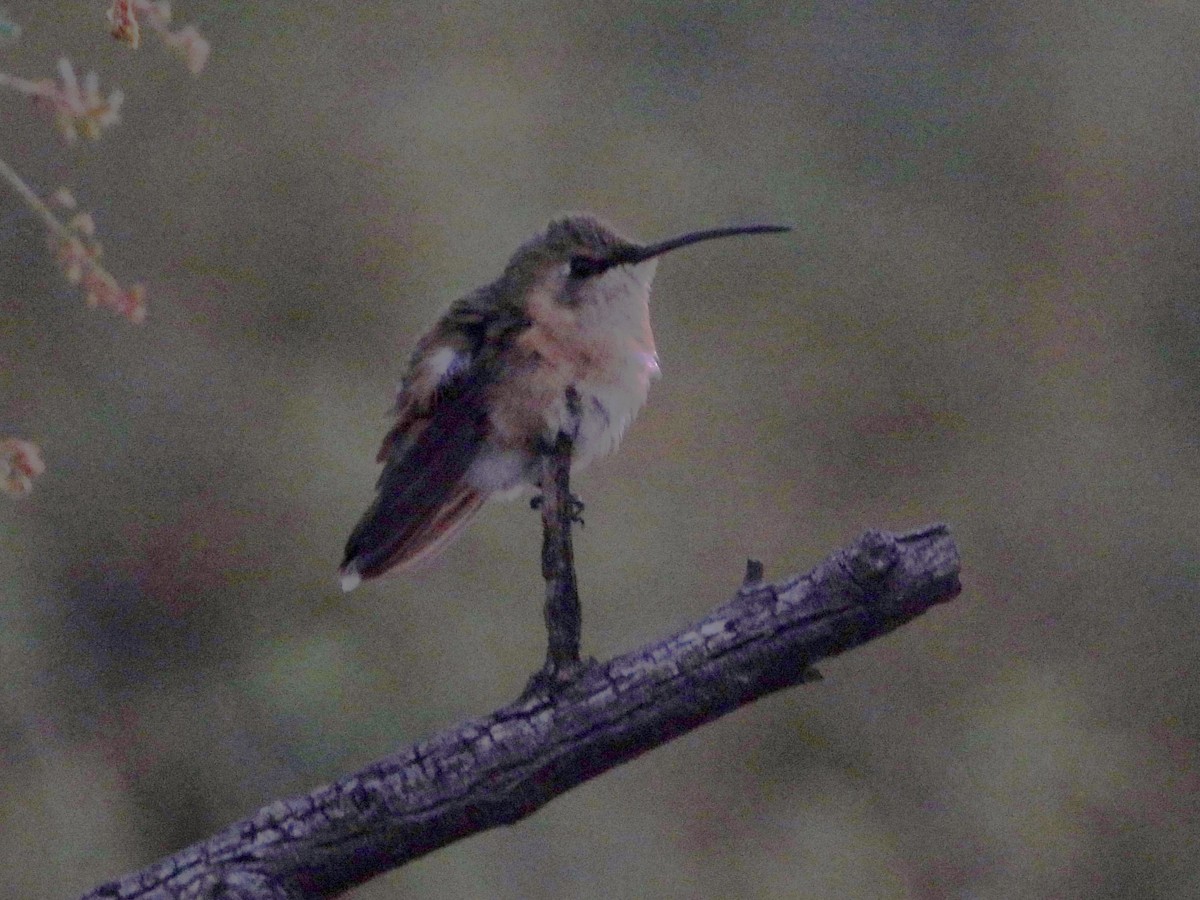 Lucifer Hummingbird - Nick Komar