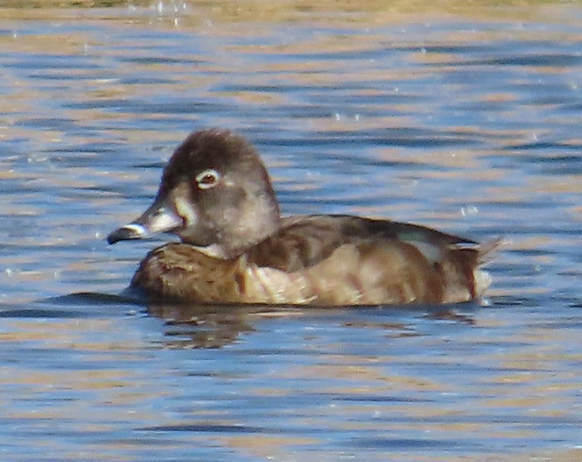 Ring-necked Duck - ML616266838