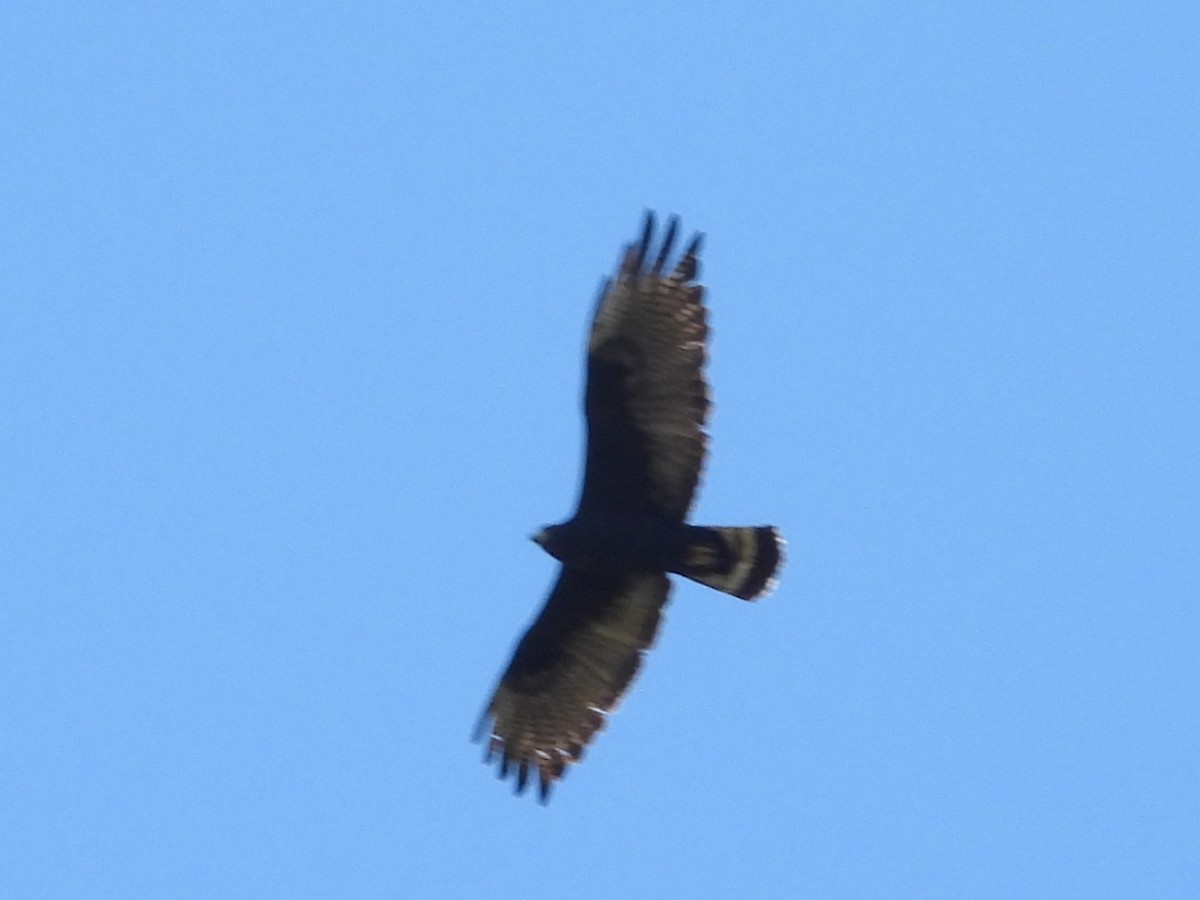 Zone-tailed Hawk - ML616267119