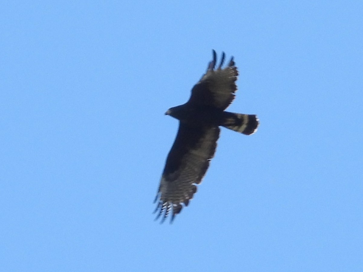 Zone-tailed Hawk - ML616267124
