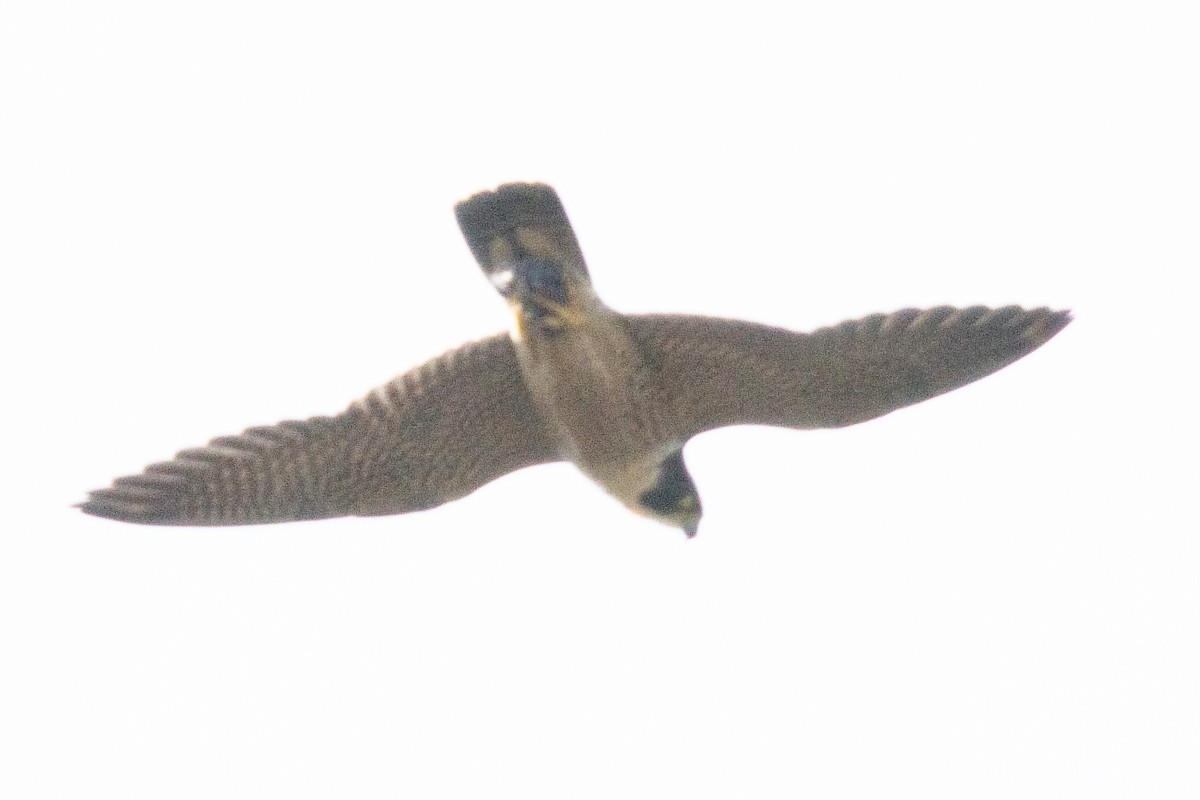 Peregrine Falcon (Australian) - ML616267251