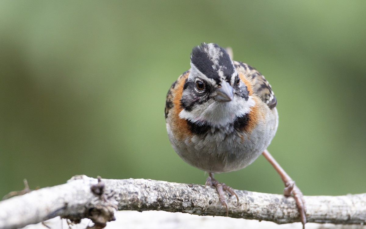 Rufous-collared Sparrow - ML616267280